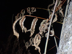Fraxinus nigra