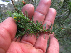 Hypericum juniperinum