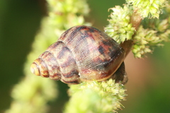 Lissachatina immaculata