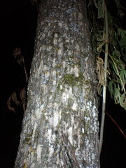 Fraxinus nigra