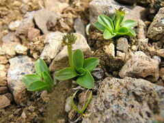 Oxygraphis glacialis