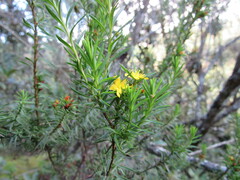 Hypericum juniperinum
