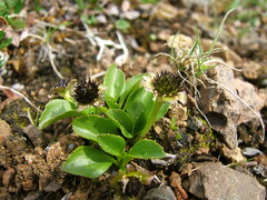Oxygraphis glacialis
