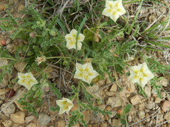 Chamaesaracha coniodes