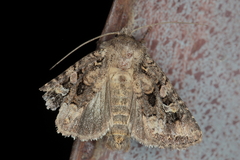 Euplexia augens