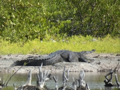 Crocodylus