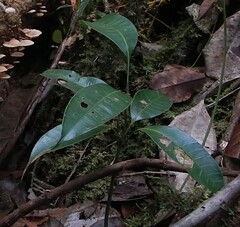 Anacardiaceae