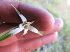 Rhynchospora nervosa