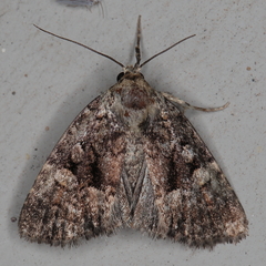 Euplexia augens