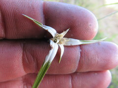 Rhynchospora nervosa