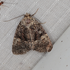 Euplexia augens