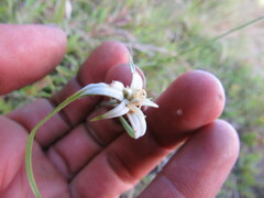 Rhynchospora nervosa