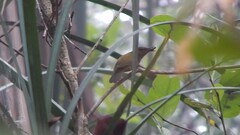 Kurochkinegramma hypogrammicum