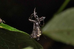 Micrathena triangularis
