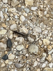 Austroicetes