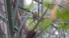 Kurochkinegramma hypogrammicum