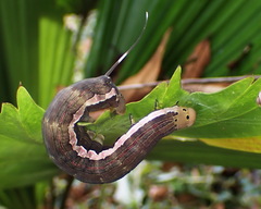 Isognathus scyron