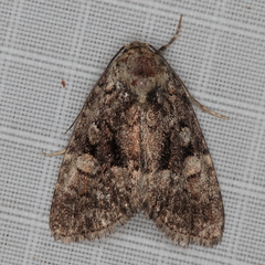 Euplexia augens