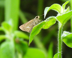 Parnara amalia