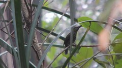 Kurochkinegramma hypogrammicum