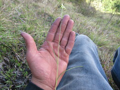 Rhynchospora nervosa