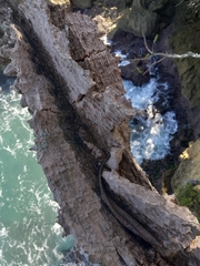 Plumeria tuberculata