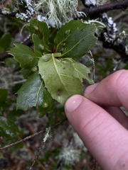 Aceria mackiei
