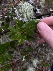 Aceria mackiei