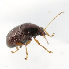 Rhabdopterus