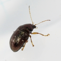 Rhabdopterus