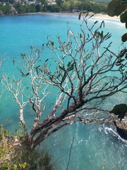 Plumeria tuberculata