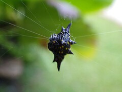 Gasteracantha fornicata