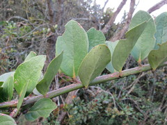 Macleania rupestris