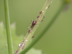 Uroleucon sonchi