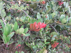 Macleania rupestris