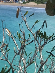 Plumeria tuberculata