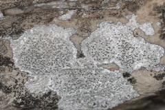 Lecanora pseudistera