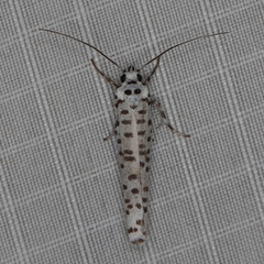 Yponomeuta strigillatus