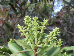 Gaiadendron punctatum