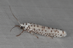 Yponomeuta strigillatus