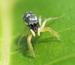 Cosmophasis thalassina