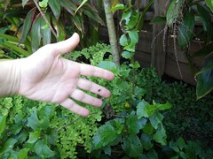 Gasteracantha fornicata