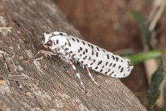 Yponomeuta strigillatus