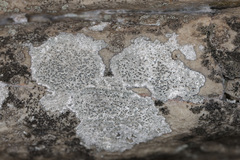 Lecanora pseudistera