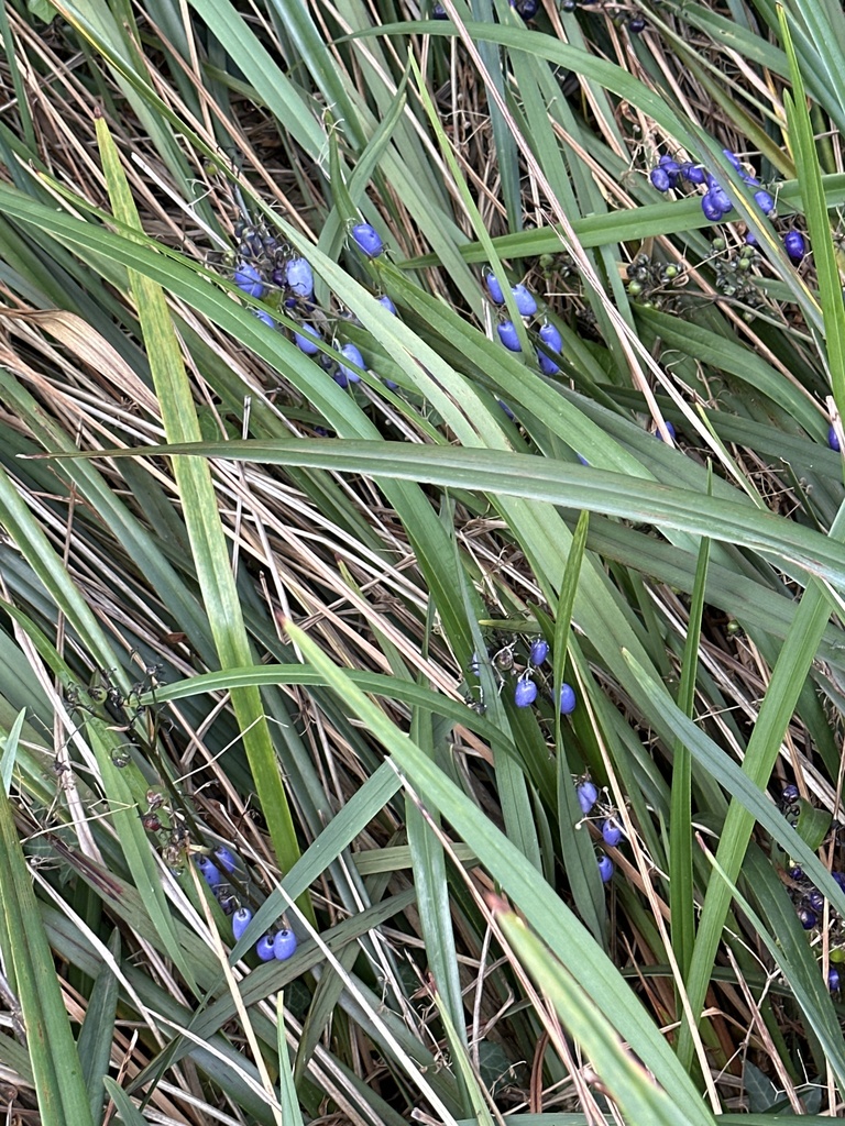 flax-lilies from Tasmania, West Launceston, TAS, AU on February 8, 2023 ...