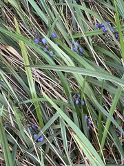 Dianella brevicaulis