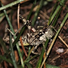 Dendrotettix quercus