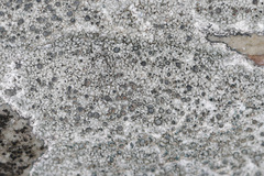 Lecanora pseudistera