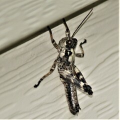 Dendrotettix quercus