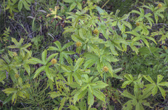 Anemonastrum dichotomum